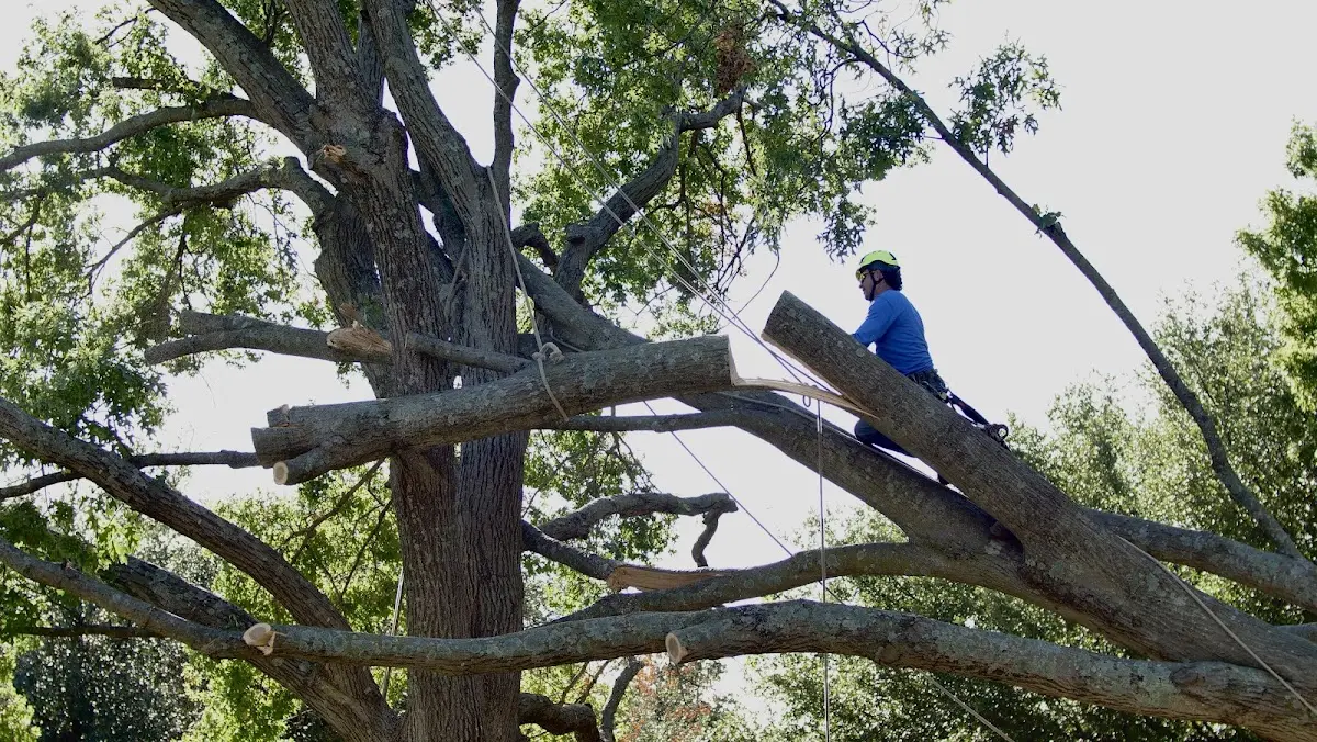 Professional Hazardous Tree Removal performed by certified arborists in Tangier