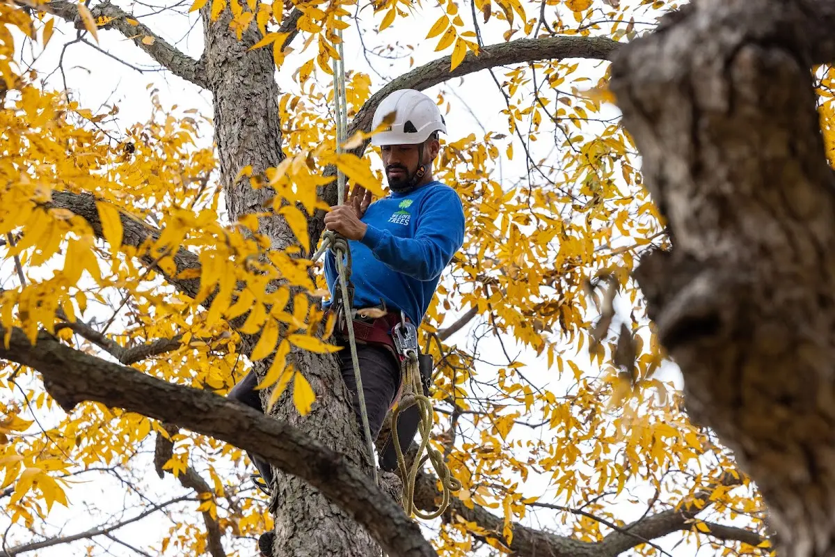 Skilled Tree Pruning crew working in Tangier