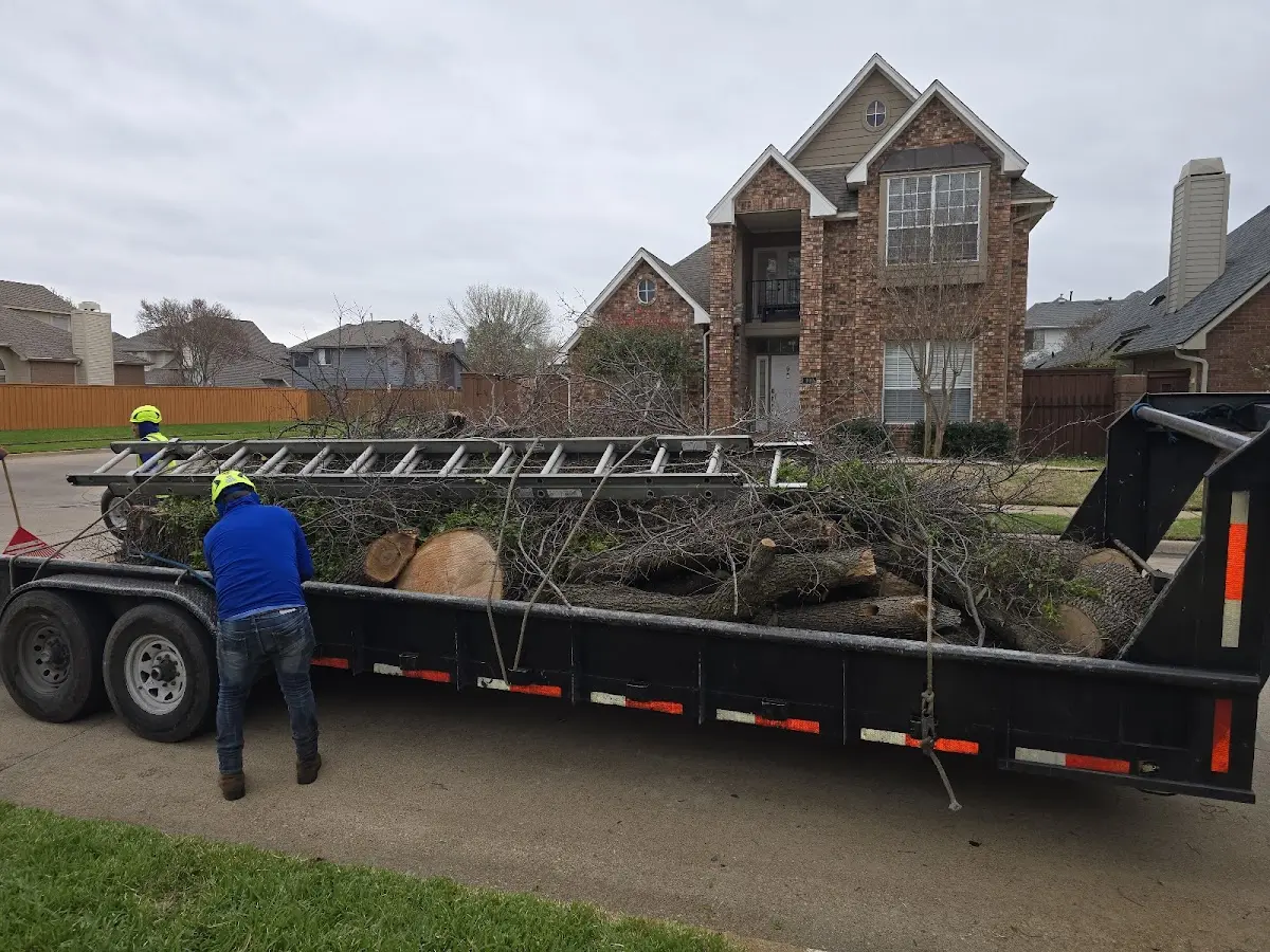 Expert Tree Fertilization with proper safety equipment in Tangier